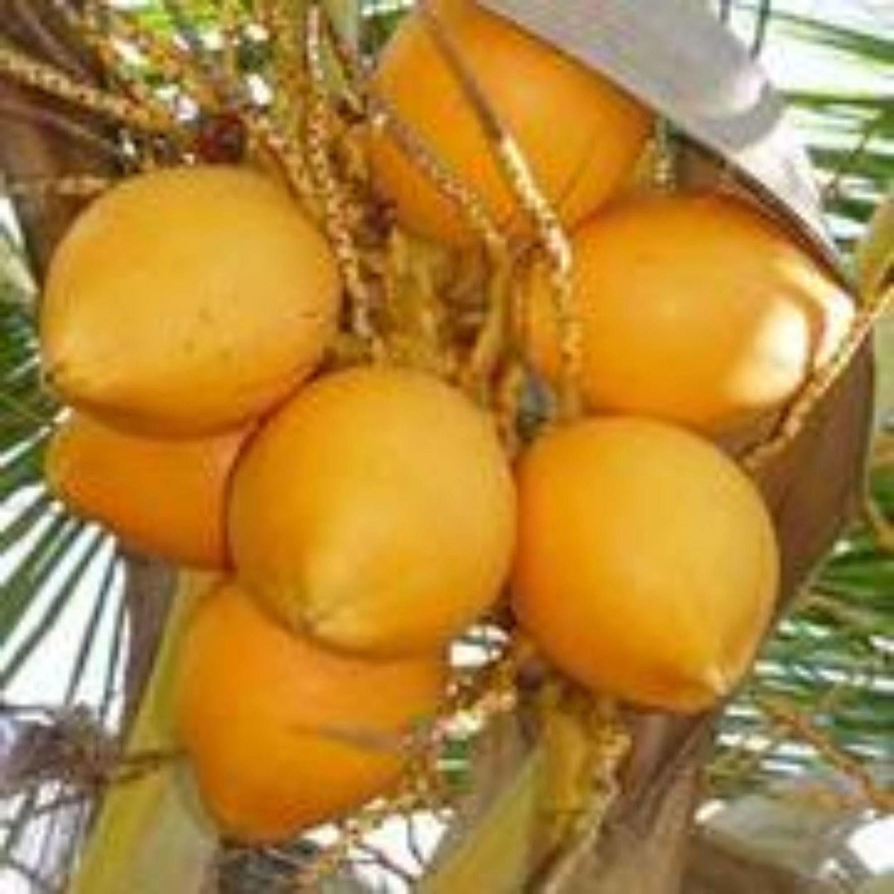 Masaaree Boutique Hotel Maafushi Dış mekan fotoğraf