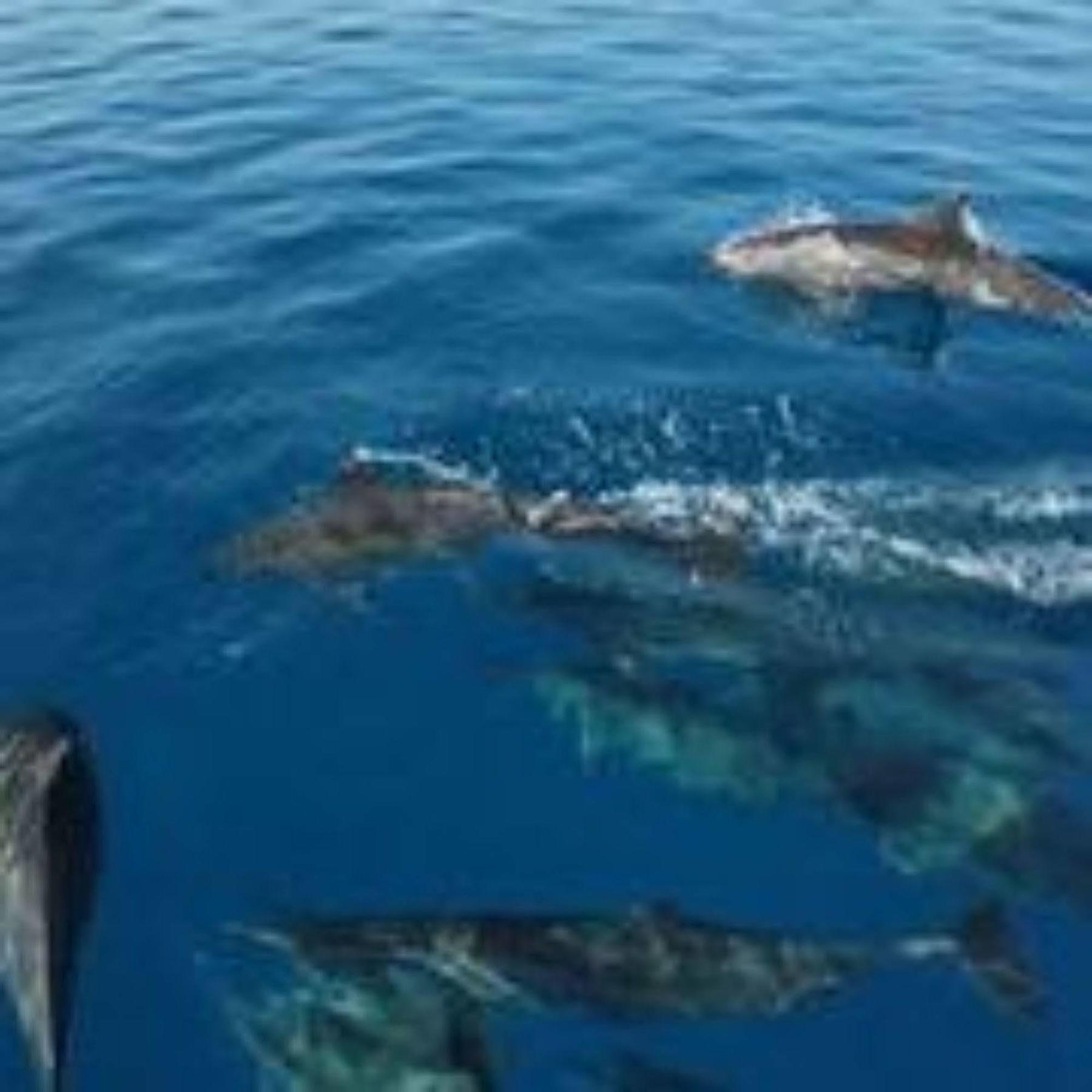 Masaaree Boutique Hotel Maafushi Dış mekan fotoğraf