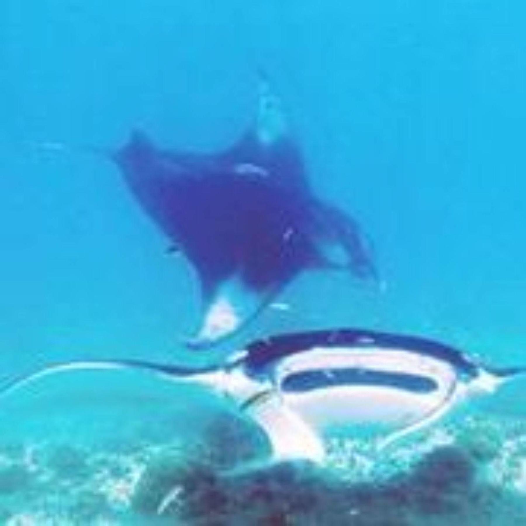 Masaaree Boutique Hotel Maafushi Dış mekan fotoğraf