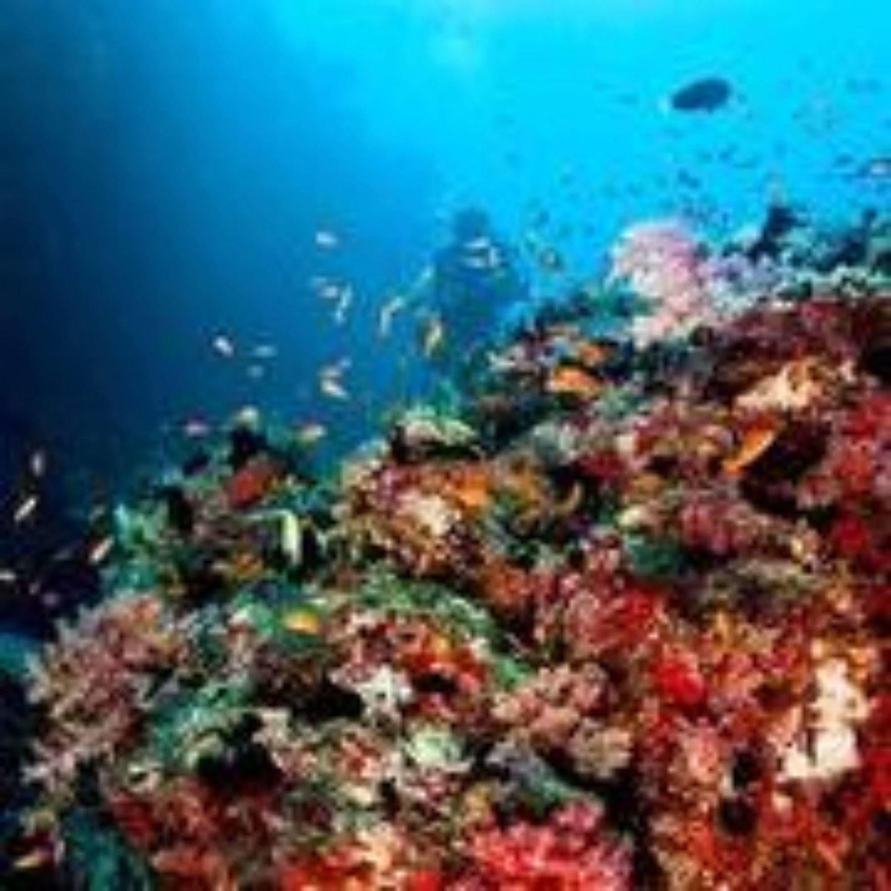 Masaaree Boutique Hotel Maafushi Dış mekan fotoğraf